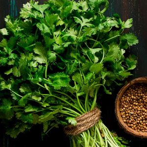 Coriander