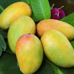 Mangoes (small)