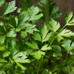Parsley